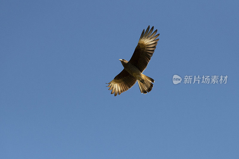 Chimango Caracara (Milvago ximango)